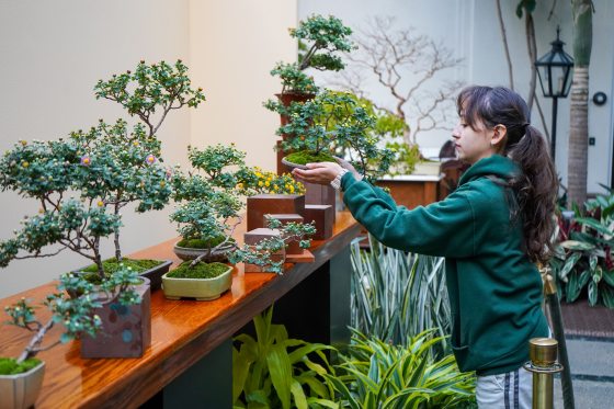 A person in a green sweatshirt, with long brown hair, assembling a variety of bonsai plants on a wood display stand.